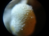 Onygena corvina image