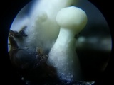 Onygena corvina image
