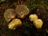 Truncocolumella citrina image