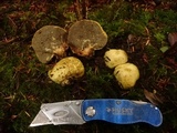 Truncocolumella citrina image
