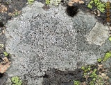 Aspicilia caesiocinerea image