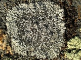 Aspicilia caesiocinerea image