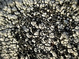 Aspicilia caesiocinerea image