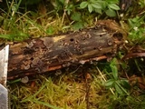 Resupinatus applicatus image