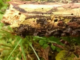 Resupinatus applicatus image