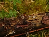 Resupinatus applicatus image