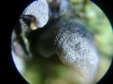 Resupinatus applicatus image