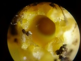 Sphaerobolus stellatus image
