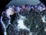Nectriopsis violacea image