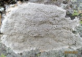 Diploschistes scruposus image
