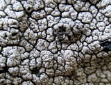 Diploschistes scruposus image