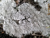 Diploschistes scruposus image