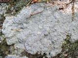 Diploschistes scruposus image