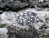 Lecidea tessellata image