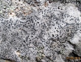 Lecidea tessellata image