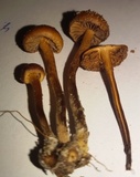 Psilocybe inquilina image