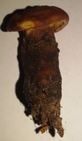 Tapinella atrotomentosa image