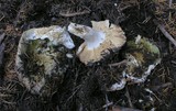 Russula aeruginea image