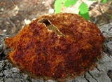 Fuligo septica image