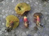 Boletus chrysenteron image