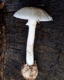 Amanita mutabilis image