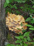 Laetiporus cincinnatus image