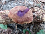 Hapalopilus rutilans image