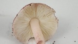 Lepiota decorata image