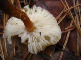 Cystoderma amianthinum image