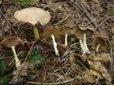 Gymnopus peronatus image