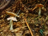 Gymnopus peronatus image