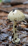 Amanita sect. Vaginatae image
