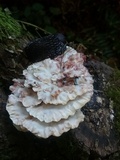 Abortiporus biennis image