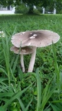 Amanita sect. Vaginatae image