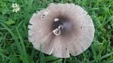 Amanita sect. Vaginatae image