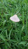 Conocybe apala image