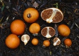 Cortinarius peraurantiacus image