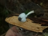 Leucocoprinus brebissonii image