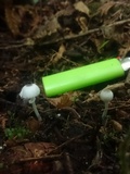 Leucocoprinus brebissonii image