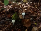 Leucocoprinus brebissonii image