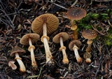 Descolea gunnii image