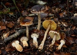 Cortinarius phaeomyxa image