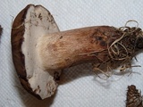 Tylopilus variobrunneus image