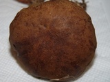 Tylopilus variobrunneus image