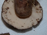 Tylopilus variobrunneus image