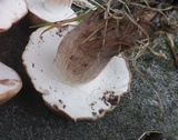 Tylopilus variobrunneus image