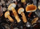 Cortinarius castoreus image