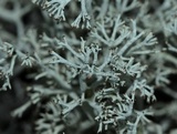 Cladonia mitis image