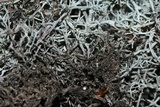 Cladonia mitis image