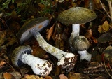Cortinarius austrocyanites image